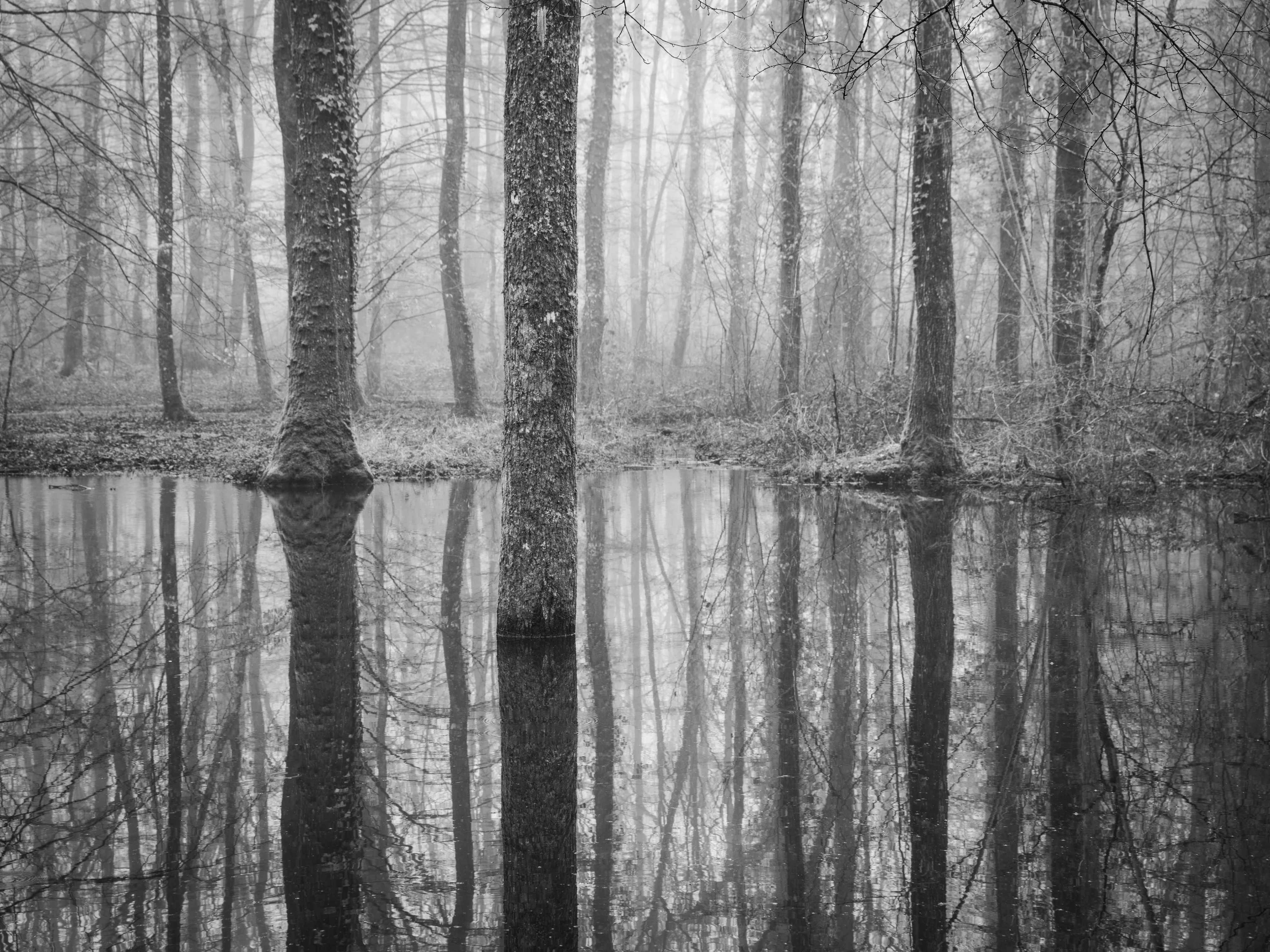 Bois des Hâtes, Chambray-les-Tours  Février 2025