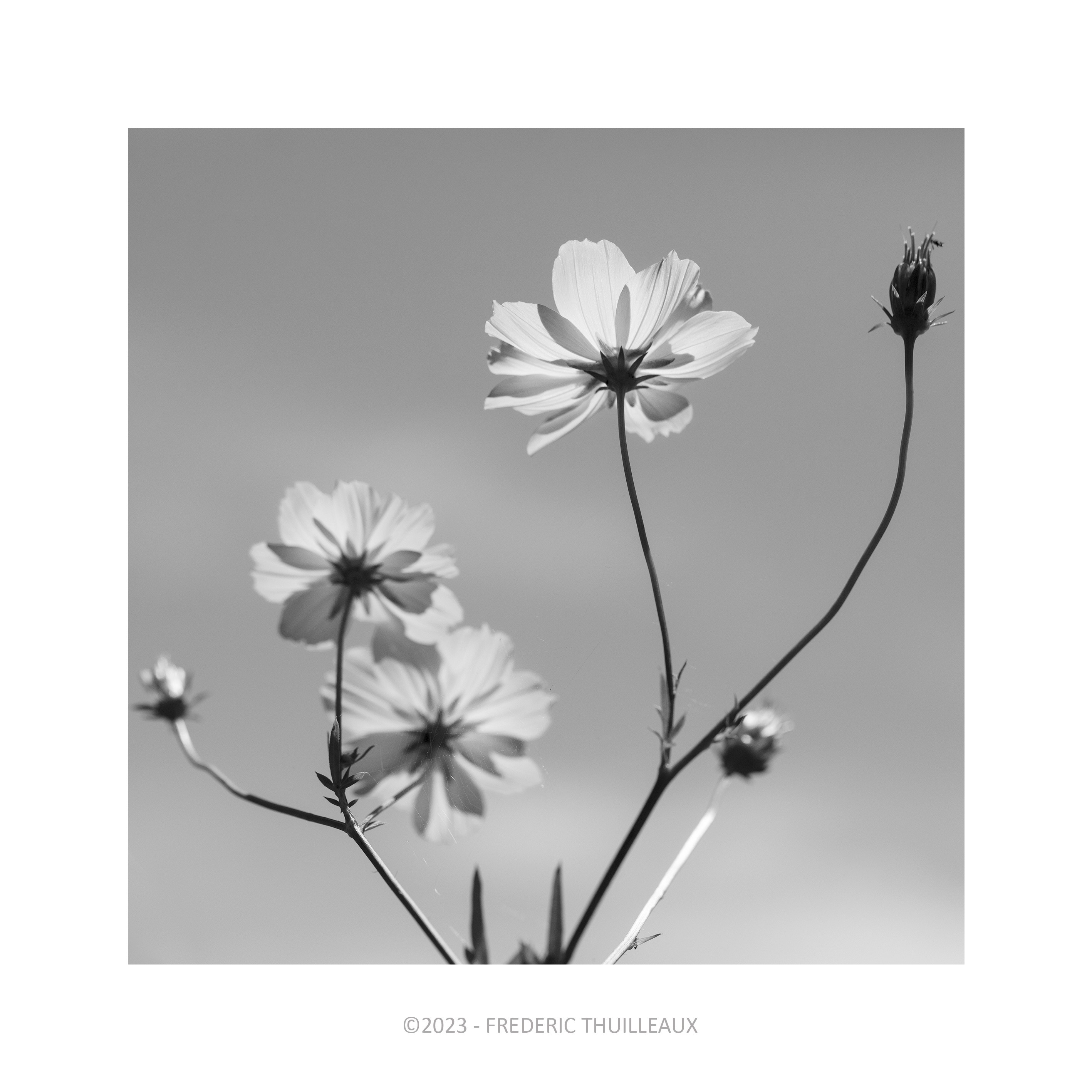 Fleurs - Mai 2024
